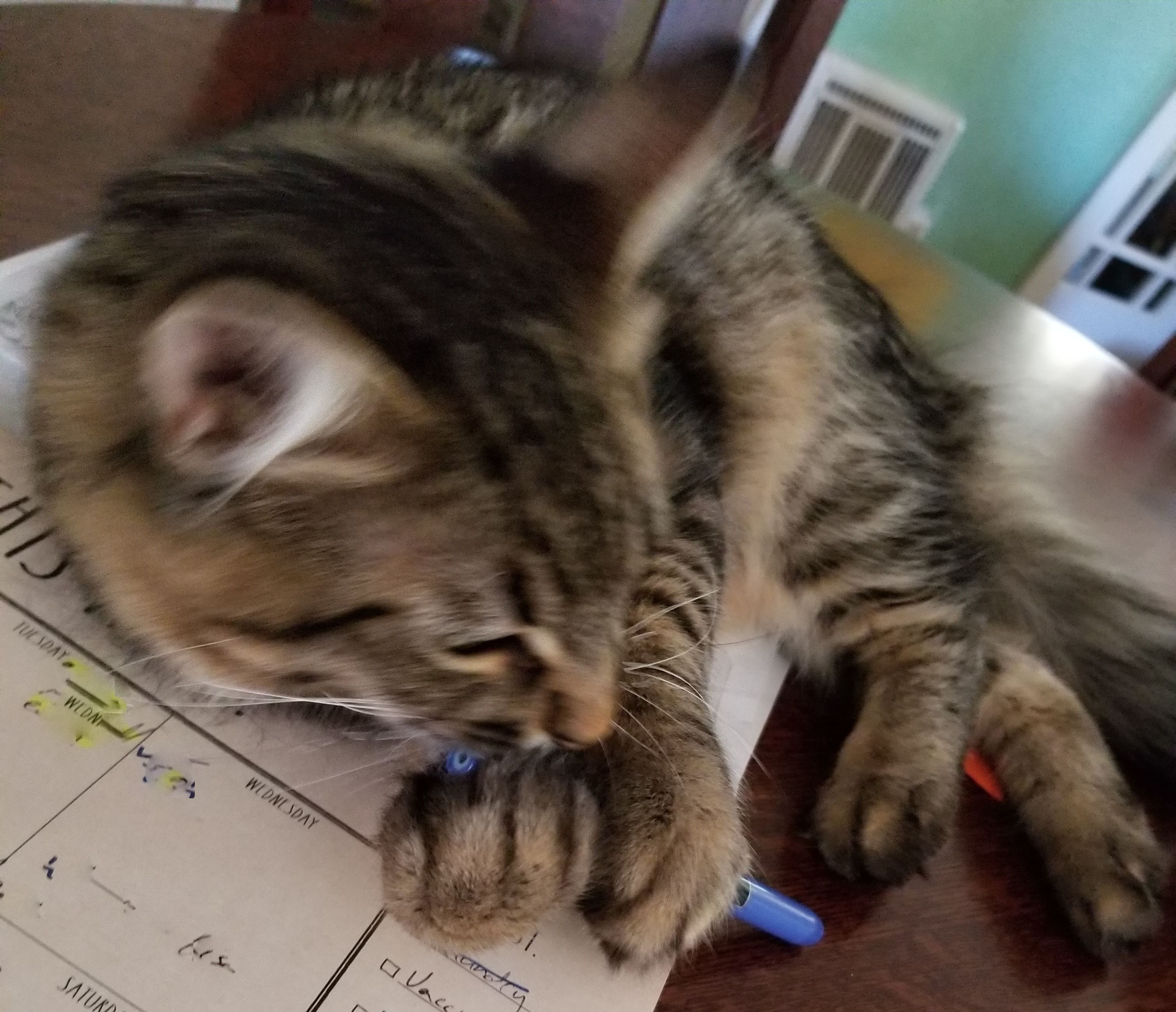 Cat Careers Cynthia Gellis