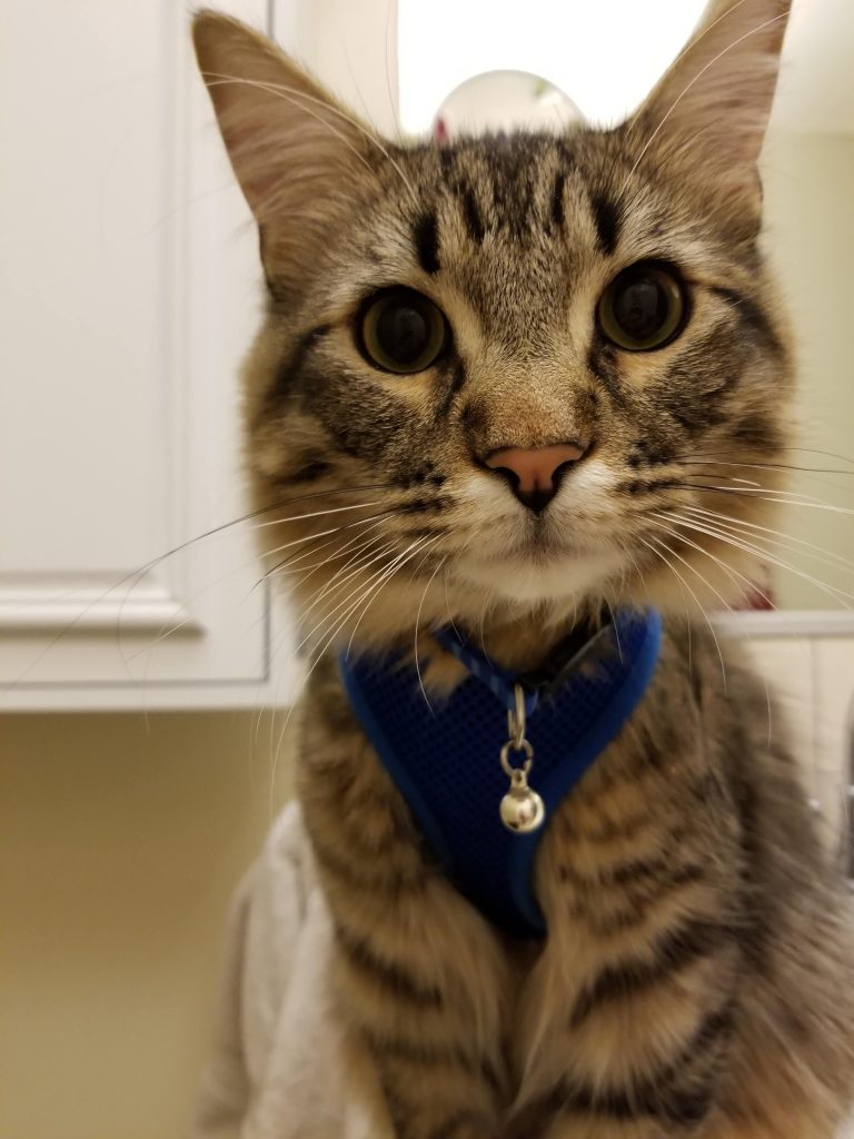 Troy Police Department welcomes new police cat Pawficcer Donut