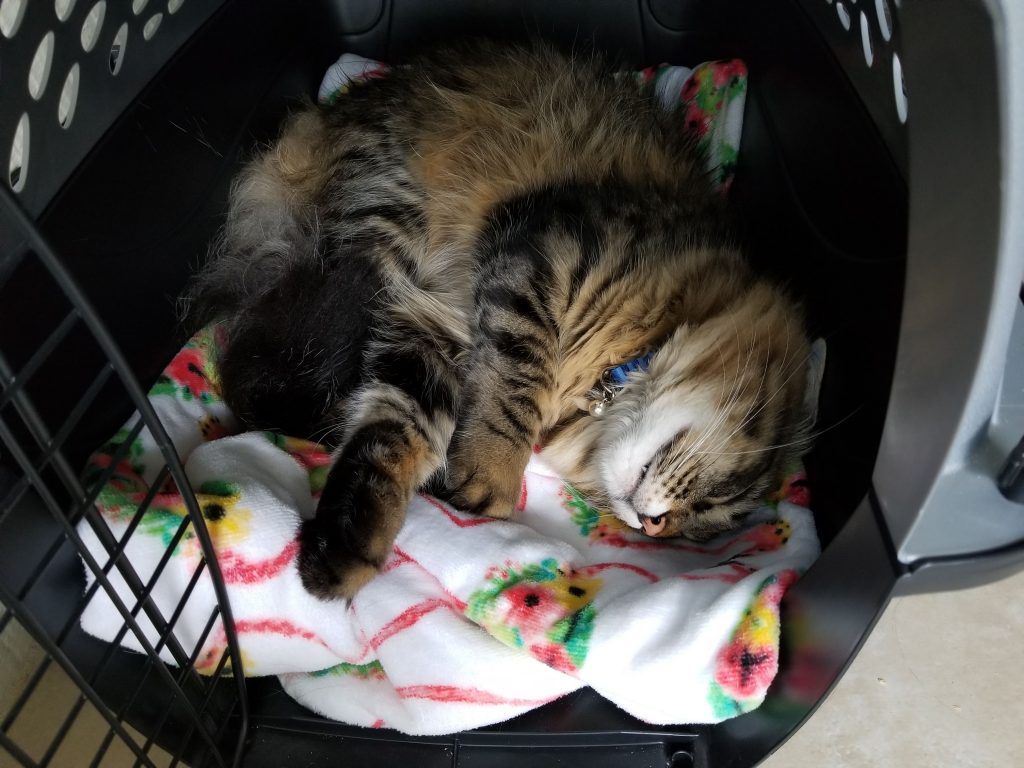 Sally napping in his cat carrier